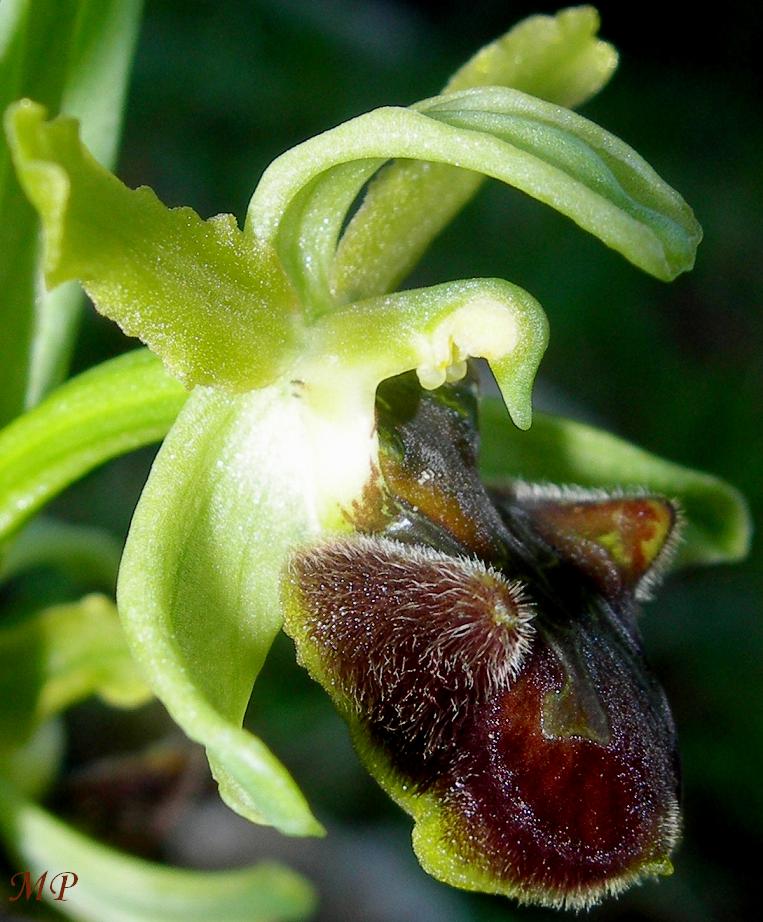 Orchidee dal Parco Naturale Regionale dei Monti Lucretili